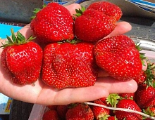 Земляника (клубника) 'Вима Ксима'