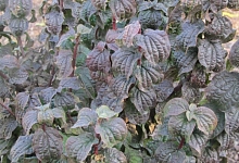 Дерен кроваво-красный 'Компресса'