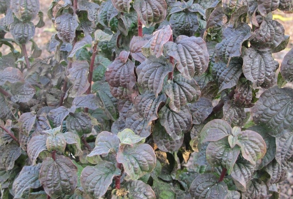 Дерен кроваво-красный 'Компресса'