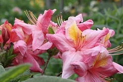 Рододендрон гибридный (азалия) 'Берри Роуз' (розово-лососевая) Рододендрон гибридный (азалия) 'Берри Роуз' (розово-лососевая)