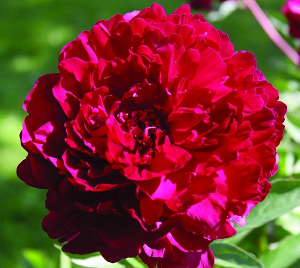 Пион молочноцветковый 'Филипп Ривуар' (малиновый)