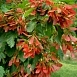 Клён татарский (Acer tataricum)
