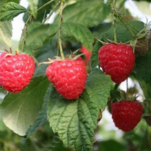 Малина 'Зюган' (ремонтантная)