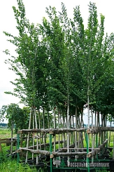 Вяз голандский 'Лобел'