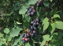 Ирга обыкновенная