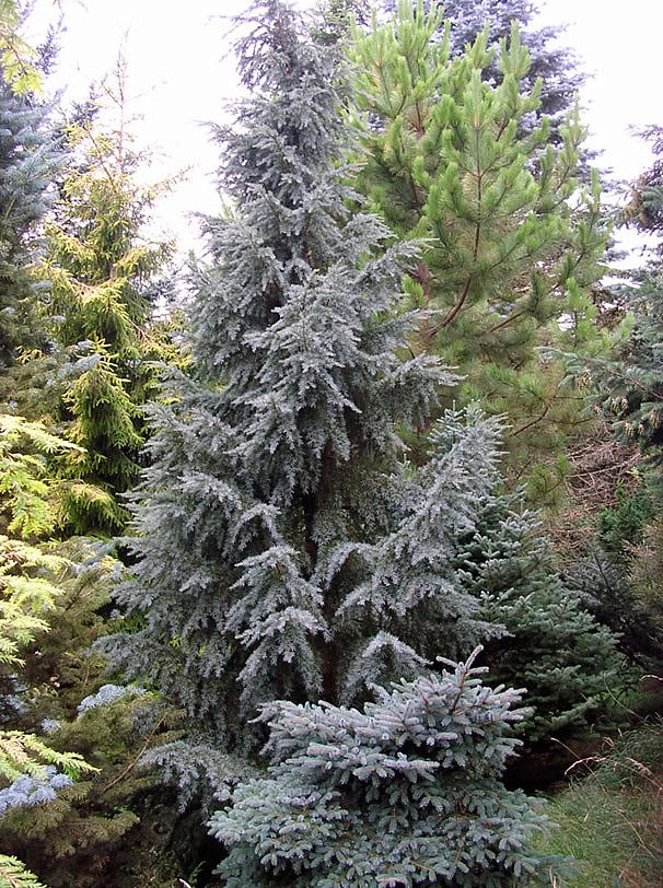 Псевдотсуга Мензиса 'Блу Вондер'