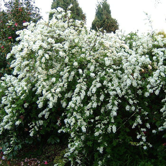 Экзохорда крупноцветковая 'Брайд'