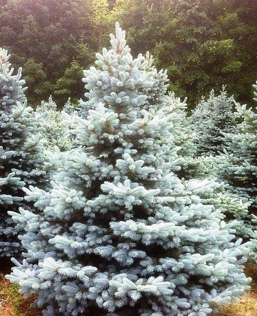 Ель колючая 'Беби Блю Ай'