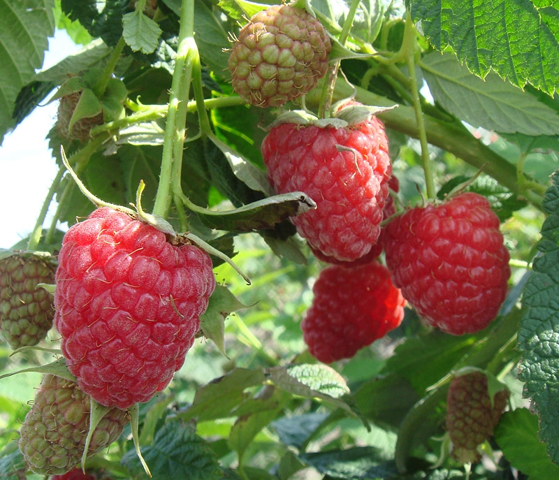 Малина 'Зюгана' (ремонтантная)