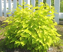 Пузыреплодник калинолистный 'Ауреа'