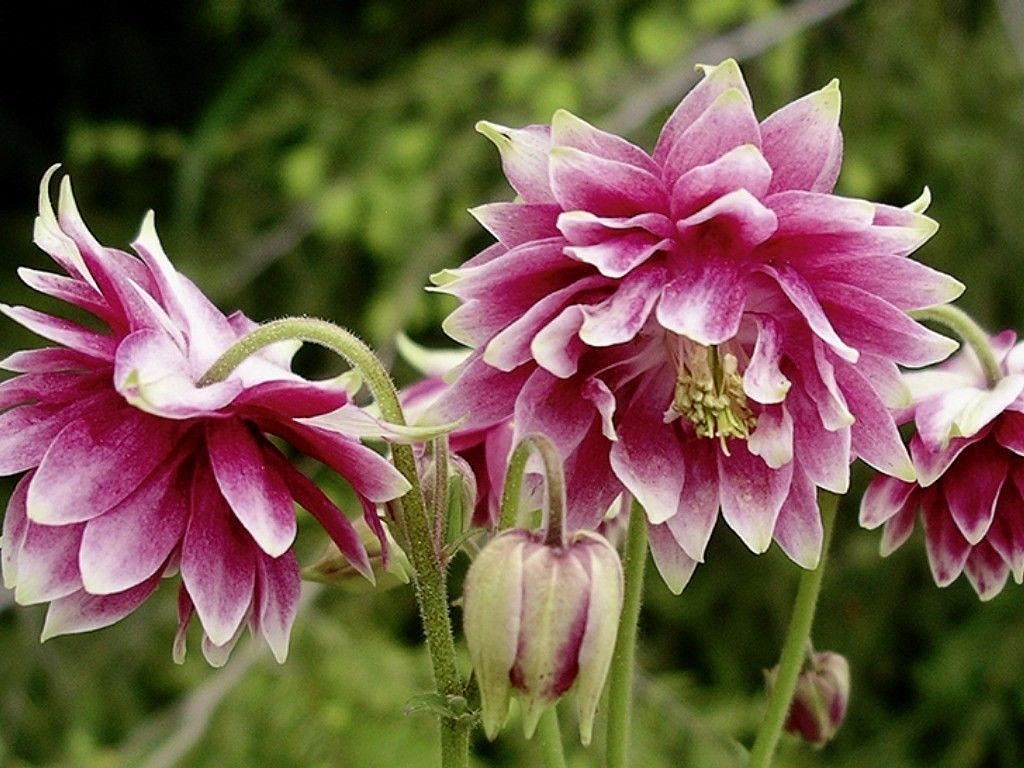 Аквилегия гибридная (водосбор) 'Нора Барлоу'