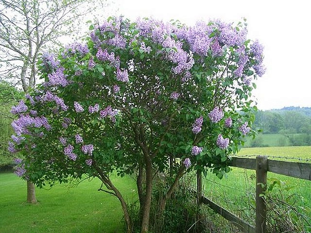 Сирень обыкновенная штамб