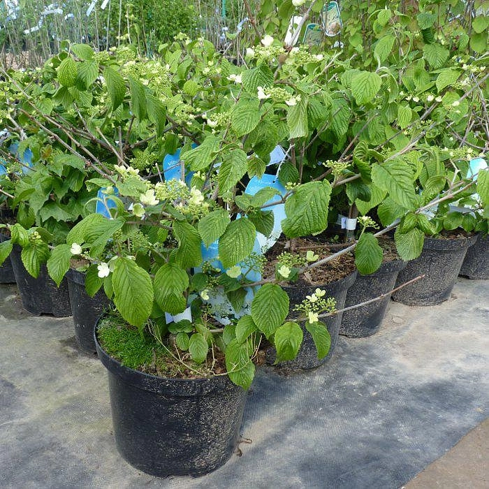 Калина складчатая