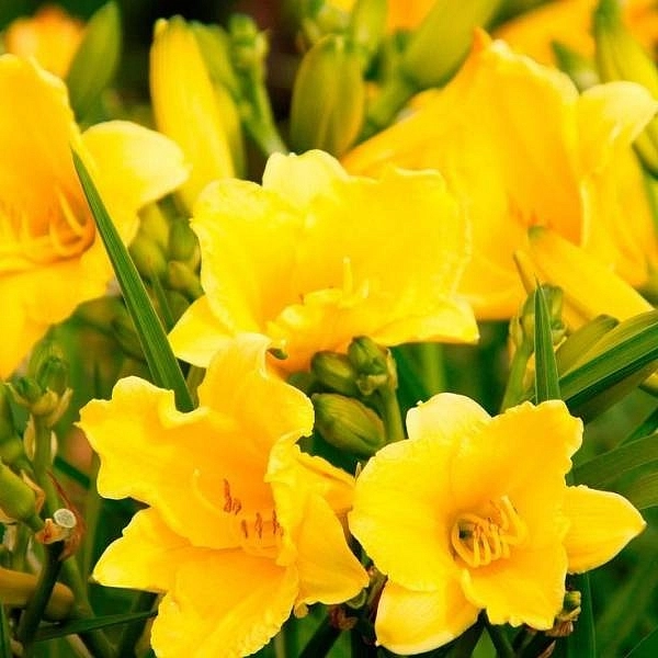 Лилейник поздний (Тунберга) 'Хэппи Ретернс'