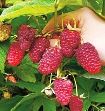 Малина 'Таганка'