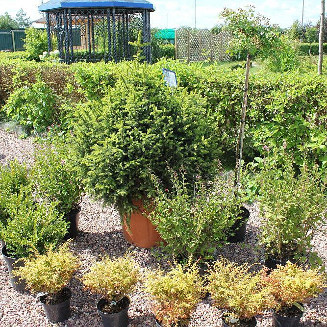 Лайм коктейль