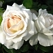 Роза 'Ариана де Ротшильд' (чайно-гибридная) (белая)