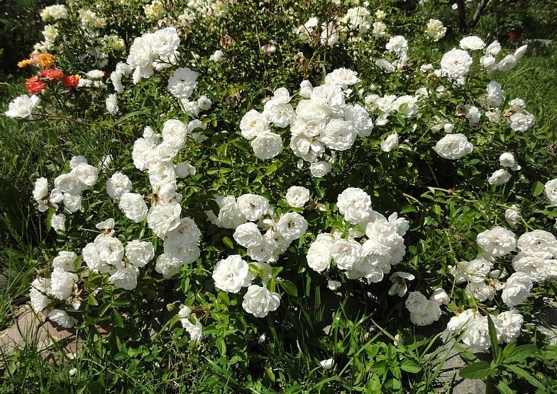 Роза 'Свани' (почвопокровная) (белая)