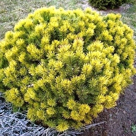 Сосна горная Карстенс Винтерголд (Carstens Wintergold)
