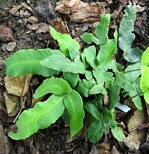 Щитовник(папоротник) Зибольда