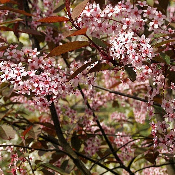 Черемуха обыкновенная 'Колората'