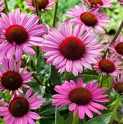Эхинацея пурпурная 'Магнус'