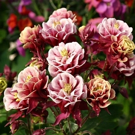 Аквилегия гибридная (водосбор) 'Винки Ред-Уайт' 