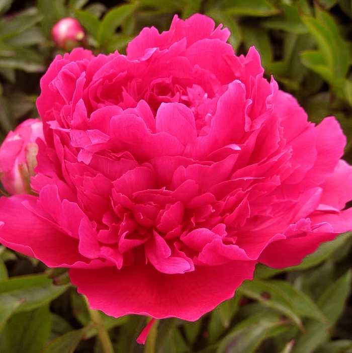 Пион молочноцветковый 'Ред Суприм' (малиново - розовый)