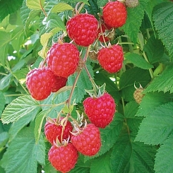 Малина 'Глен Ампл'