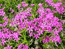 Флокс шиловидный 'Темискаминг'