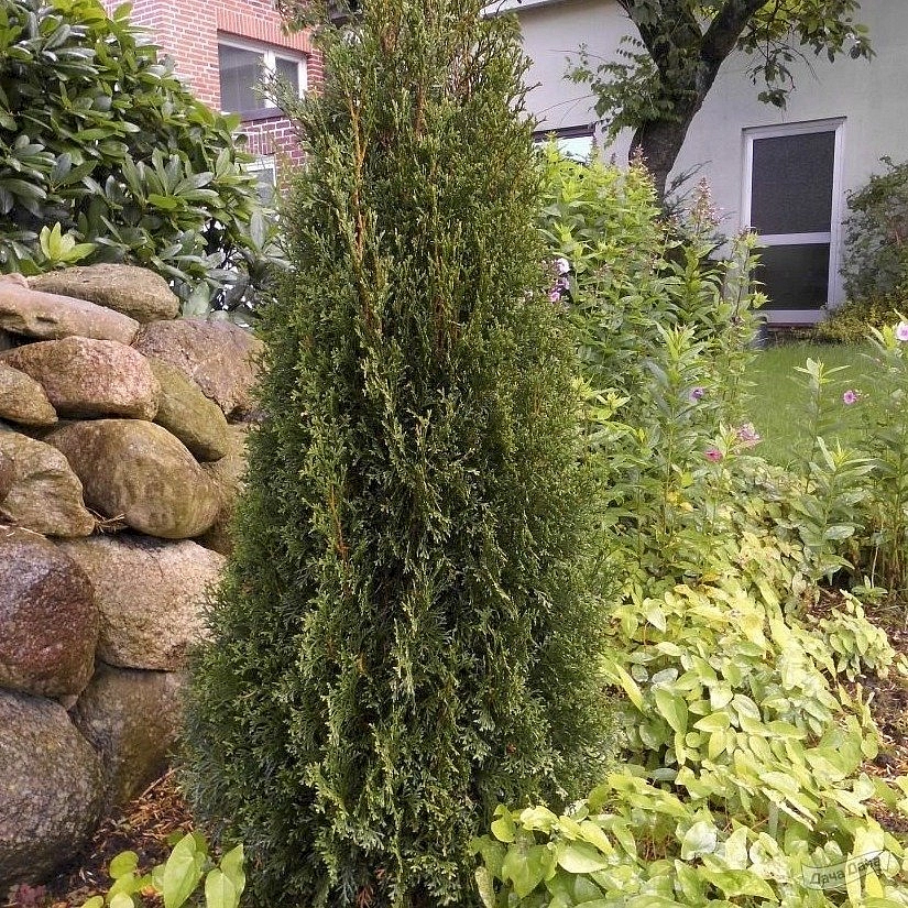 Туя западная 'Дарк Эмберс Лесдасма'