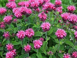Монарда двойчатая (гибридная) 'Пинк Лейс'