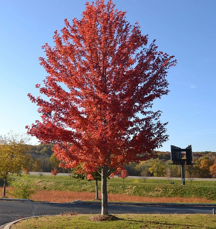 Клен Фримана 'Армстронг'