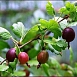 Крыжовник 'Северный капитан'