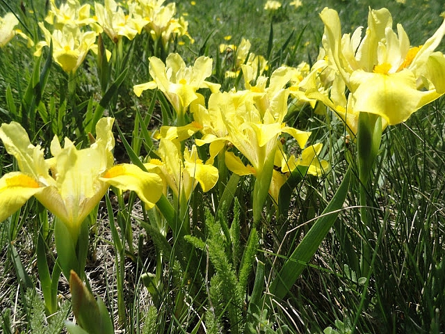 Ирис приземистый (касатик) желтый