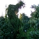 Ель сербская Пендула (Pendula)