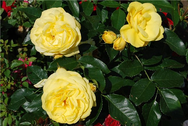 Роза 'Люция' (парковая)