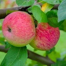 Яблоня домашняя 'Синап Орловский/Штрейфлинг' (двойная прививка)