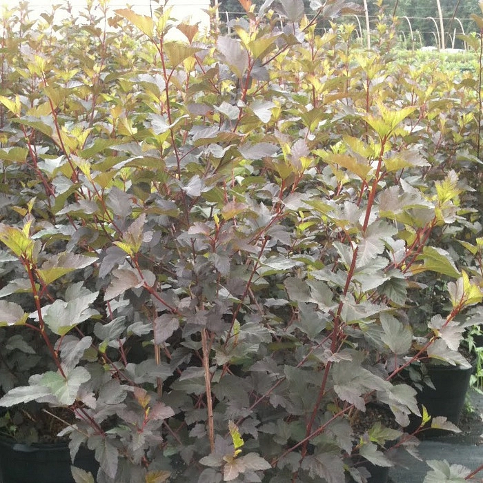 Пузыреплодник калинолистный 'Винус'