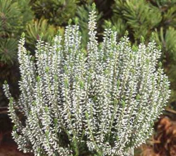 Вереск обыкновенный 'Алисия' (белый)