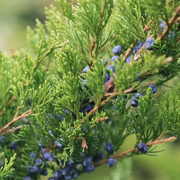 Можжевельник пфитцериана 'Минт Джулеп'