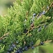 Можжевельник пфитцериана 'Минт Джулеп'