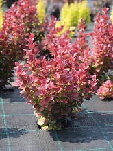 Барбарис Тунберга 'Селект'