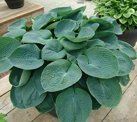 Хоста гибридная (вздутая, волнистая) 'Абиква Дринкинг Гурд'