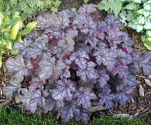 Гейхера гибридная 'Кан Кан'