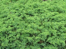 Можжевельник даурский 'Ленинград'