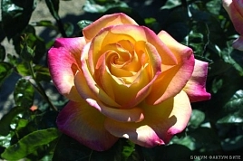 Роза Пульман Ориент Экспресс (Pullman Orient Express)