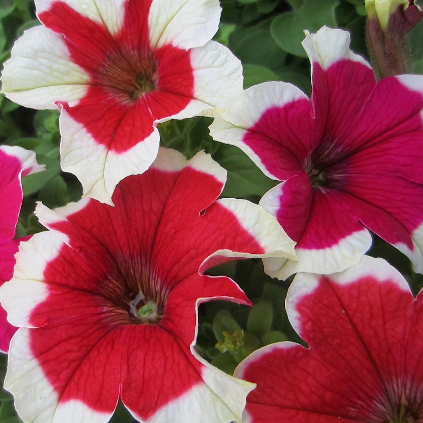 Петуния (сурфиния) гибридная 'Пикоти Ред' (красная белая кайма)