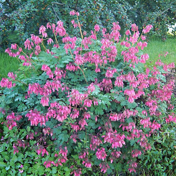Дицентра – цветок с «разбитым сердцем»: условия выращивания в открытом грунте