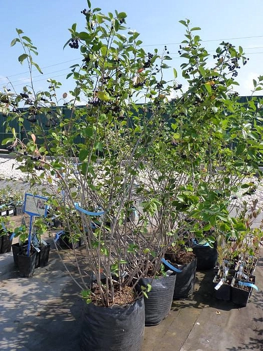 Рябина черноплодная (арония)